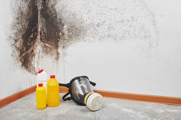 Why You Should Choose Our Mold Remediation Services in Honesdale, PA